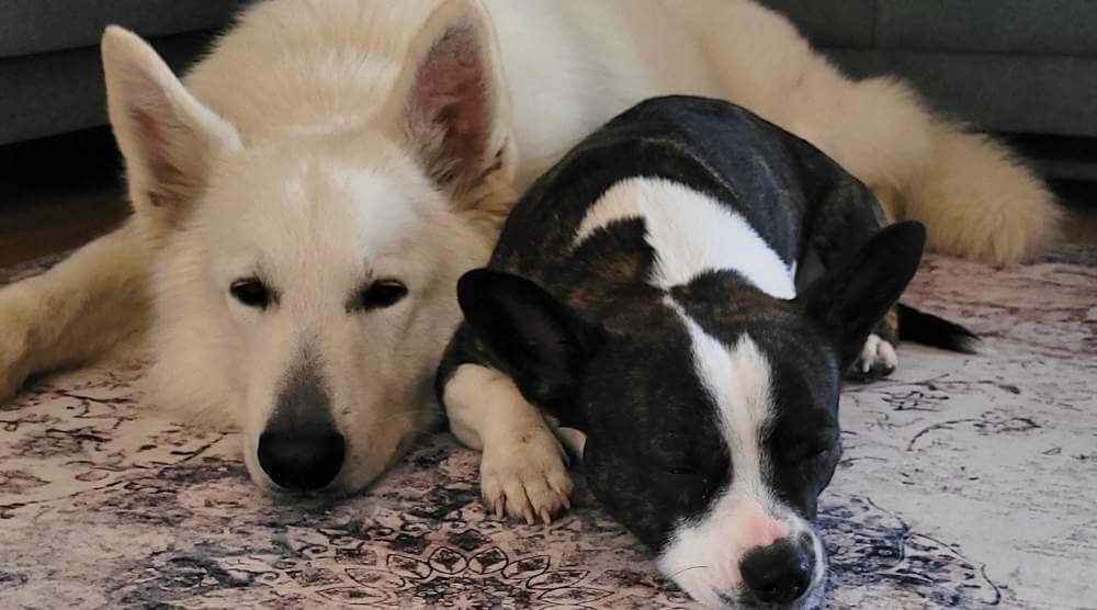 ¿Qué alfombra elegir para una casa con perro?